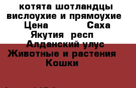 котята шотландцы вислоухие и прямоухие  › Цена ­ 3 000 - Саха (Якутия) респ., Алданский улус Животные и растения » Кошки   